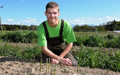 Sensation – erster Bio Spargel aus der Bio-Heu-Region